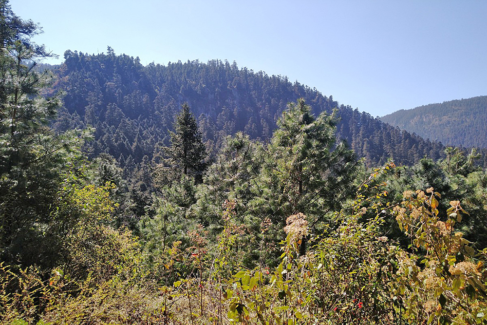 El 42% de los bosques de montaña se pierden por tala