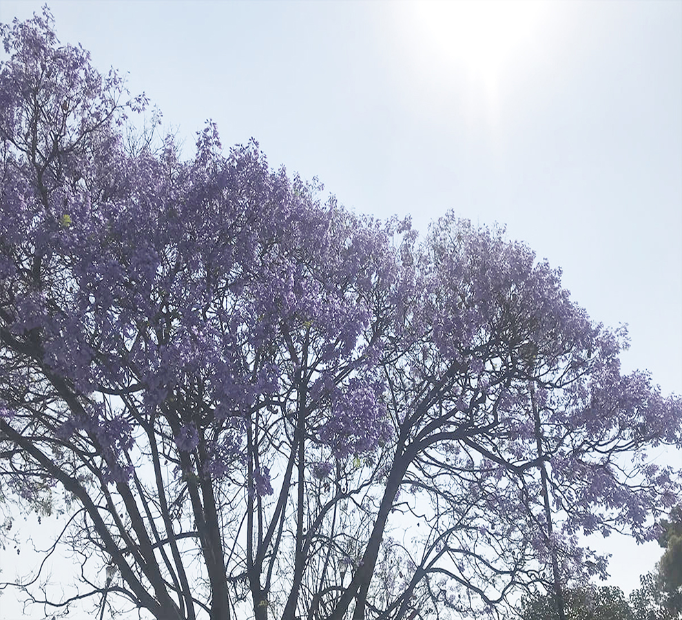 Por qué las jacarandas están floreciendo antes de tiempo en México 2023