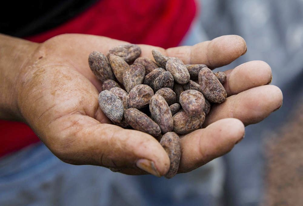 FAO subraya valor de las semillas para seguridad alimentaria de Latinoamérica