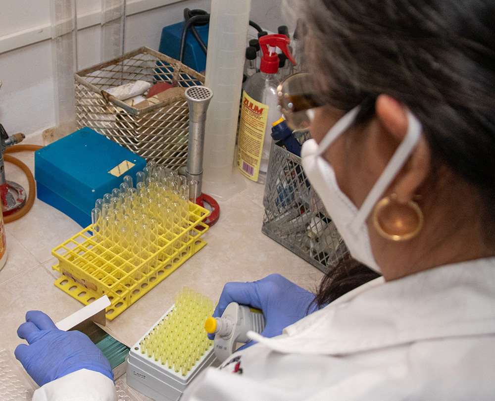 Analizan bacteria que afecta a los perros y que puede trasmitirse al ser humano