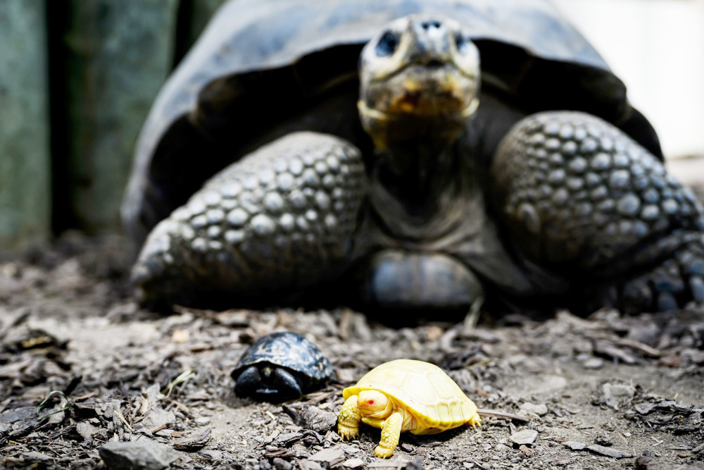 Ecuador acomete con Galápagos la mayor conversión de deuda por naturaleza de la historia