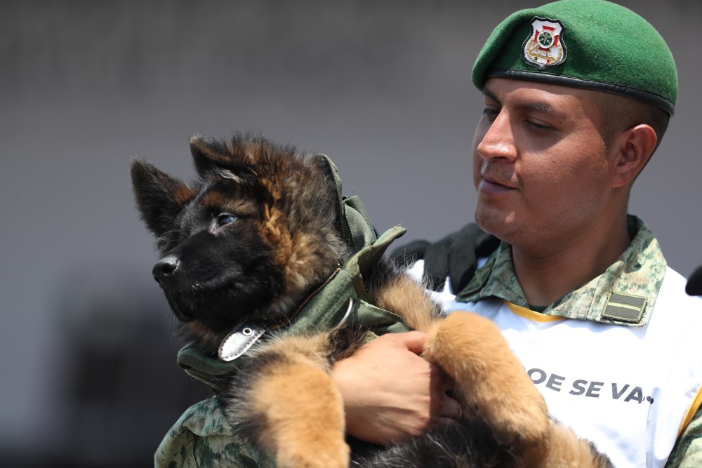 Ejército de México presenta a Arkadas, cachorro de rescate donado por Turquía
