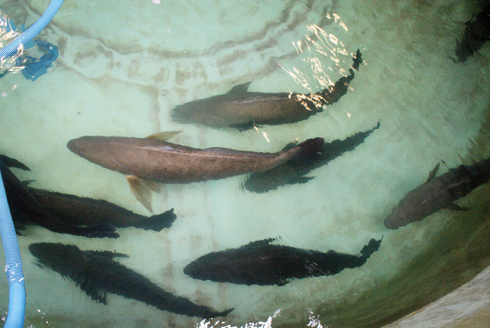 México trabaja en prevenir pesca y comercio ilegal de totoaba y proteger a vaquita marina