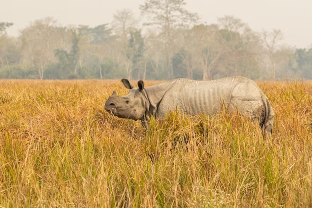 Tecnología, el principal aliado para proteger animales en peligro de extinción