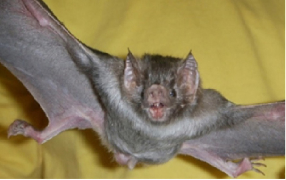 Cambio climático afecta distribución de murciélago transmisor de rabia
