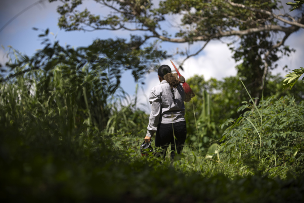 Universidad de EE.UU. estudia efecto del cambio climático en la agricultura de Puerto Rico