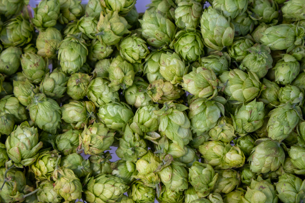Lúpulo cultivado en Florida abre grandes oportunidades a la cerveza artesanal