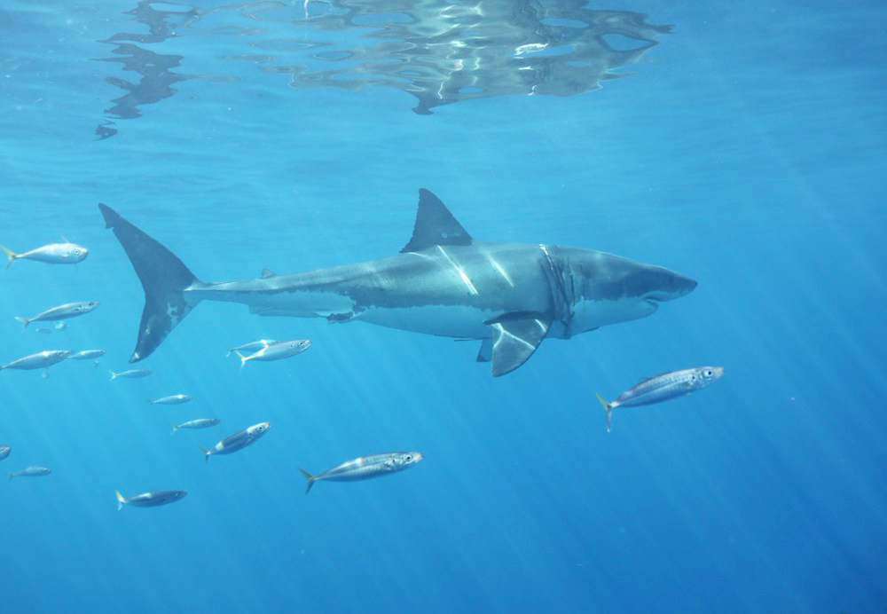 Investigadores reportan más tiburones blancos en playas del sur de California