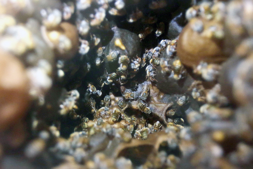 X-Cabil, el pueblo de miel de la zona maya de México que lucha por las abejas