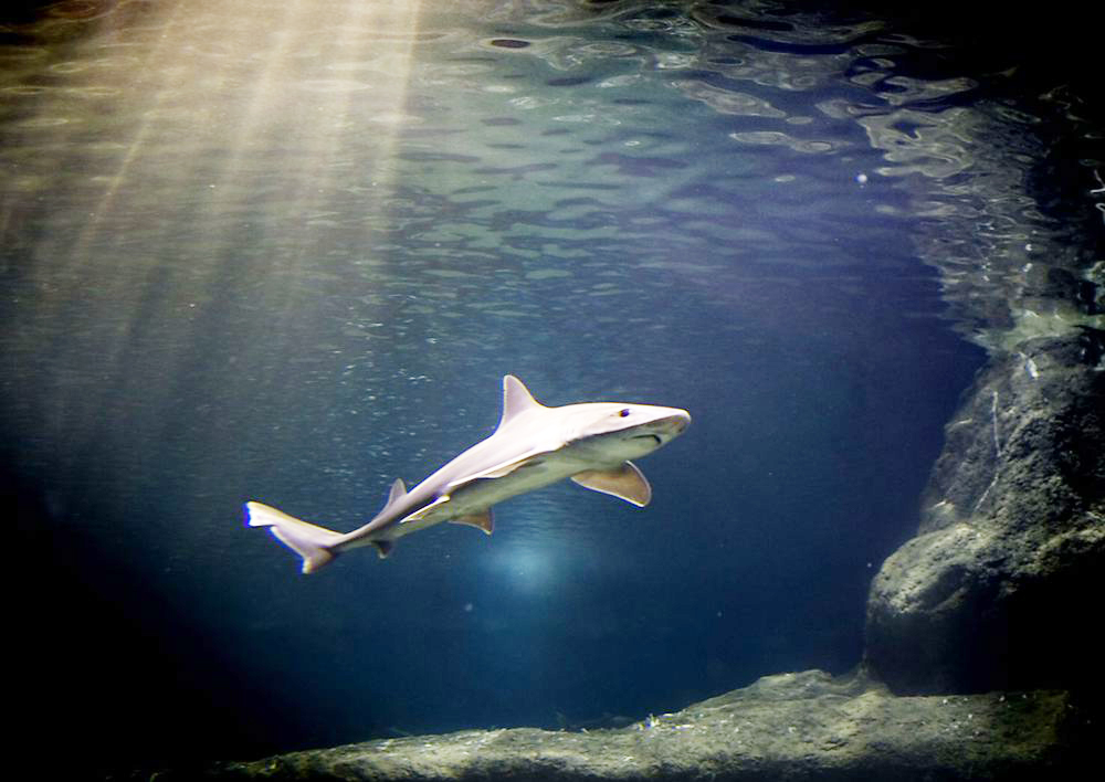 La sobrepesca está acabando con los tiburones de arrecife, concluye un estudio científico