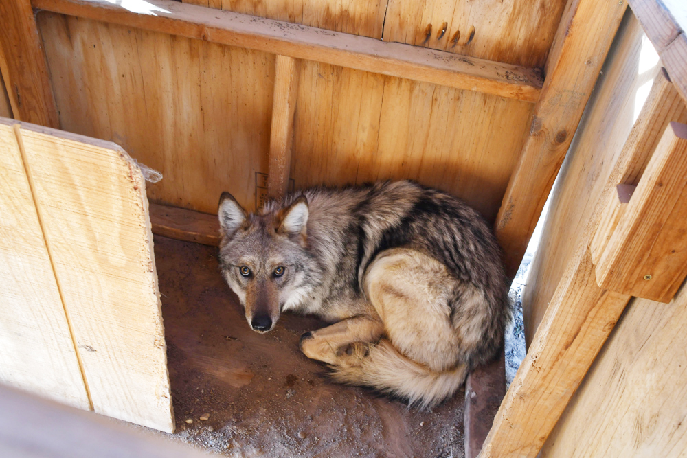 Repoblación del lobo mexicano divide a rancheros y ecologistas en Nuevo México y Arizona