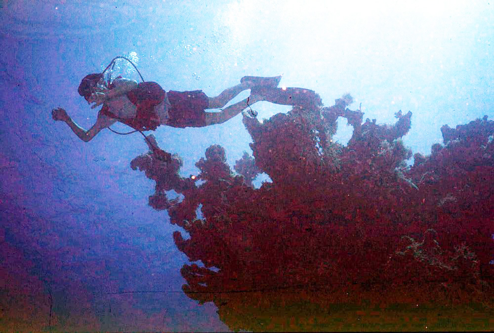 Los corales de Florida también se resienten por una la ola de calor extremo