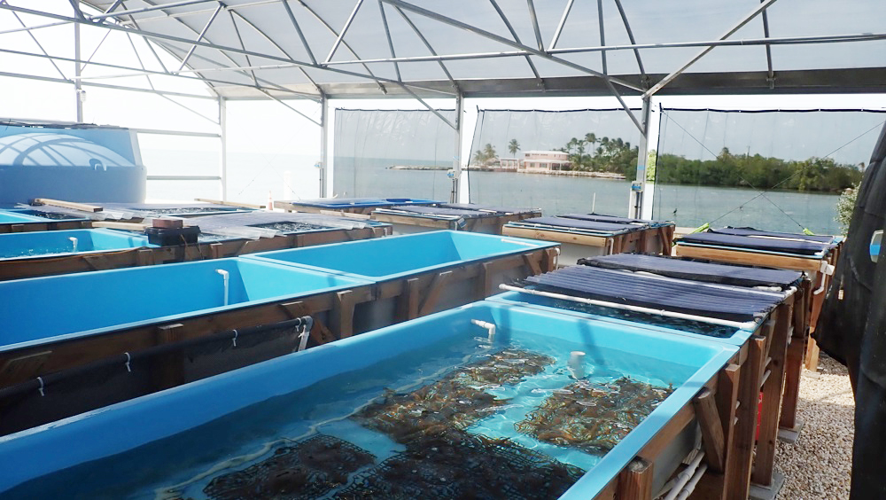 Ponen a resguardo a miles de corales por la subida de temperatura del mar en Florida