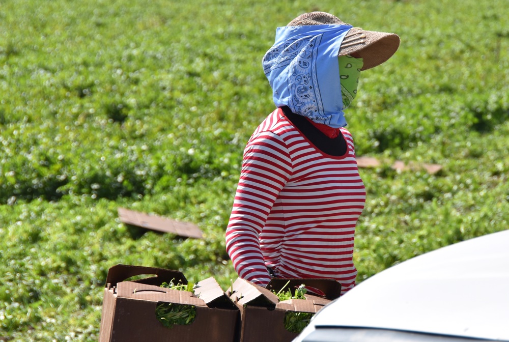 Agricultores y migrantes indocumentados enfrentan el mortal calor en Arizona