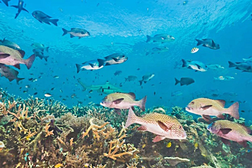 Al año se extinguen más de 25 mil especies de fauna marina por calentamiento global