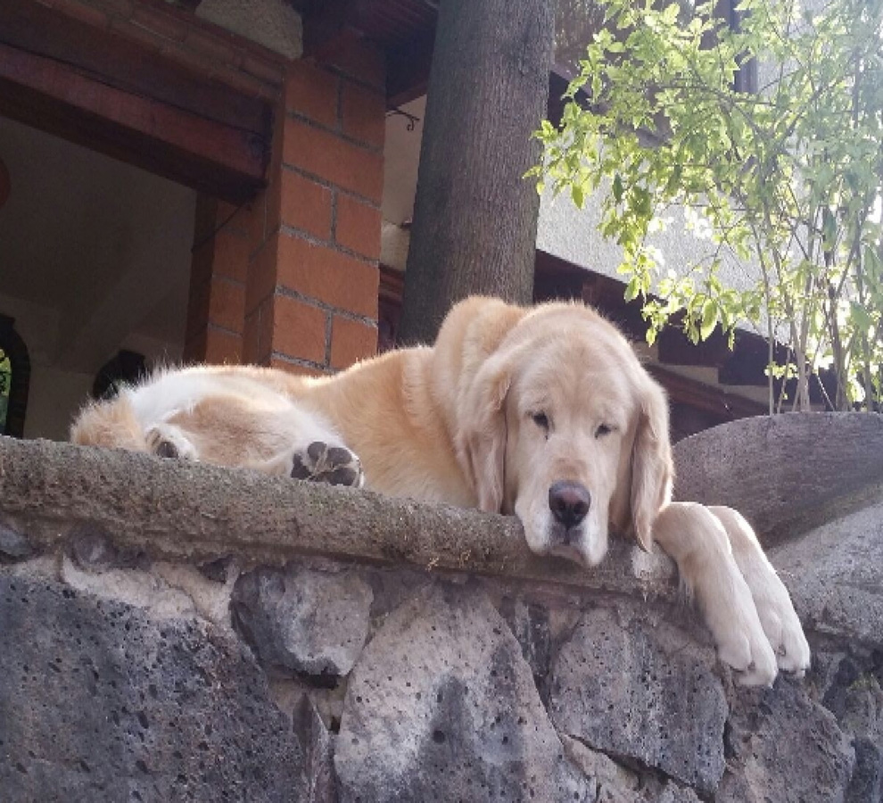 Aumenta la tendencia de “perrhijos” entre los mexicanos