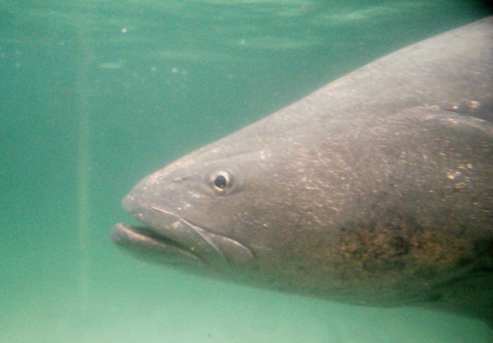 El Gobierno mexicano lanza una campaña para proteger a la totoaba y la vaquita marina