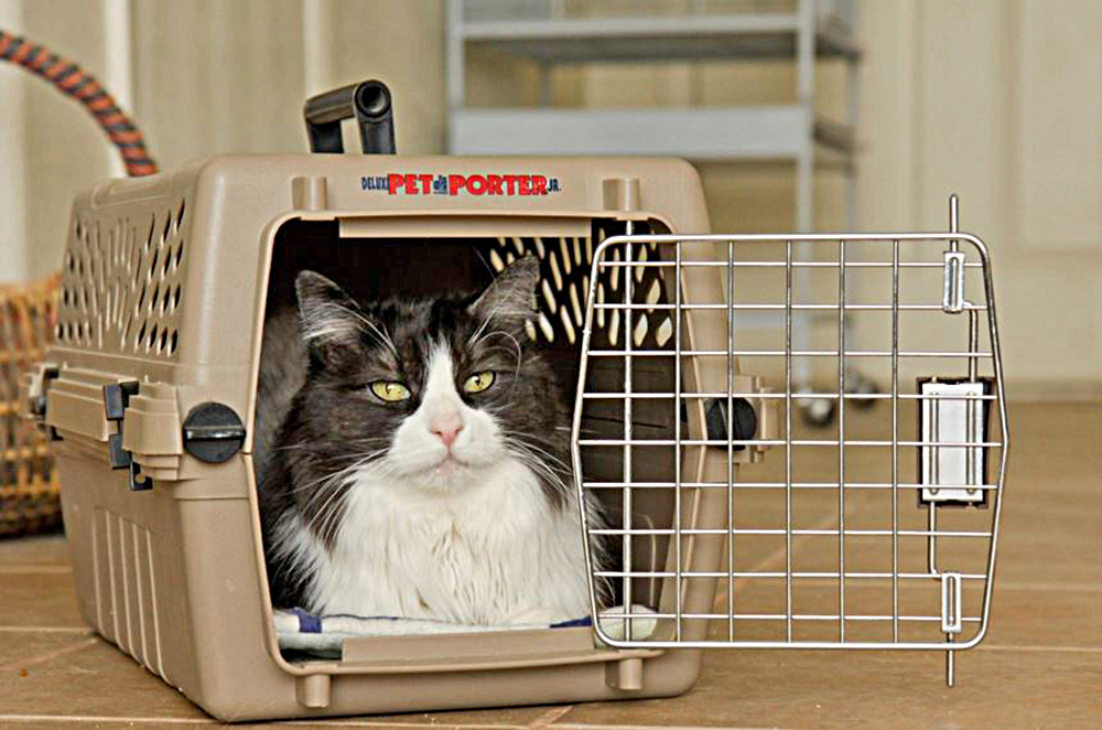 Piensa en tus mascotas al prepararte para una tormenta o vientos severos