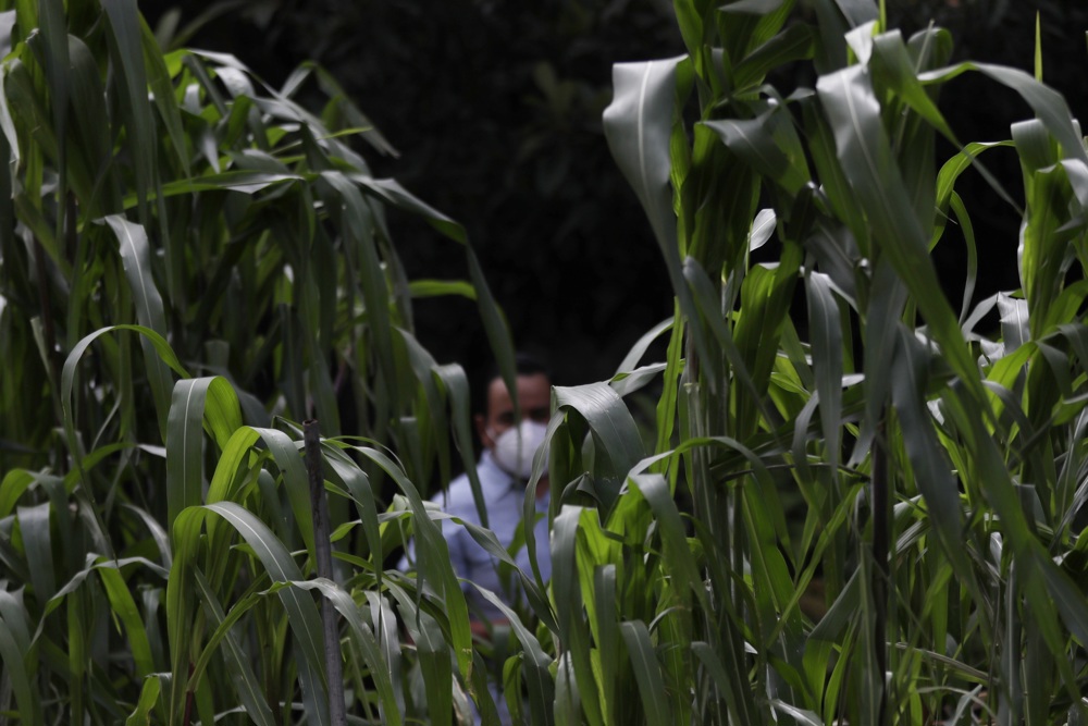 México recibe solicitud de EEUU para abrir un panel de controversias por maíz transgénico