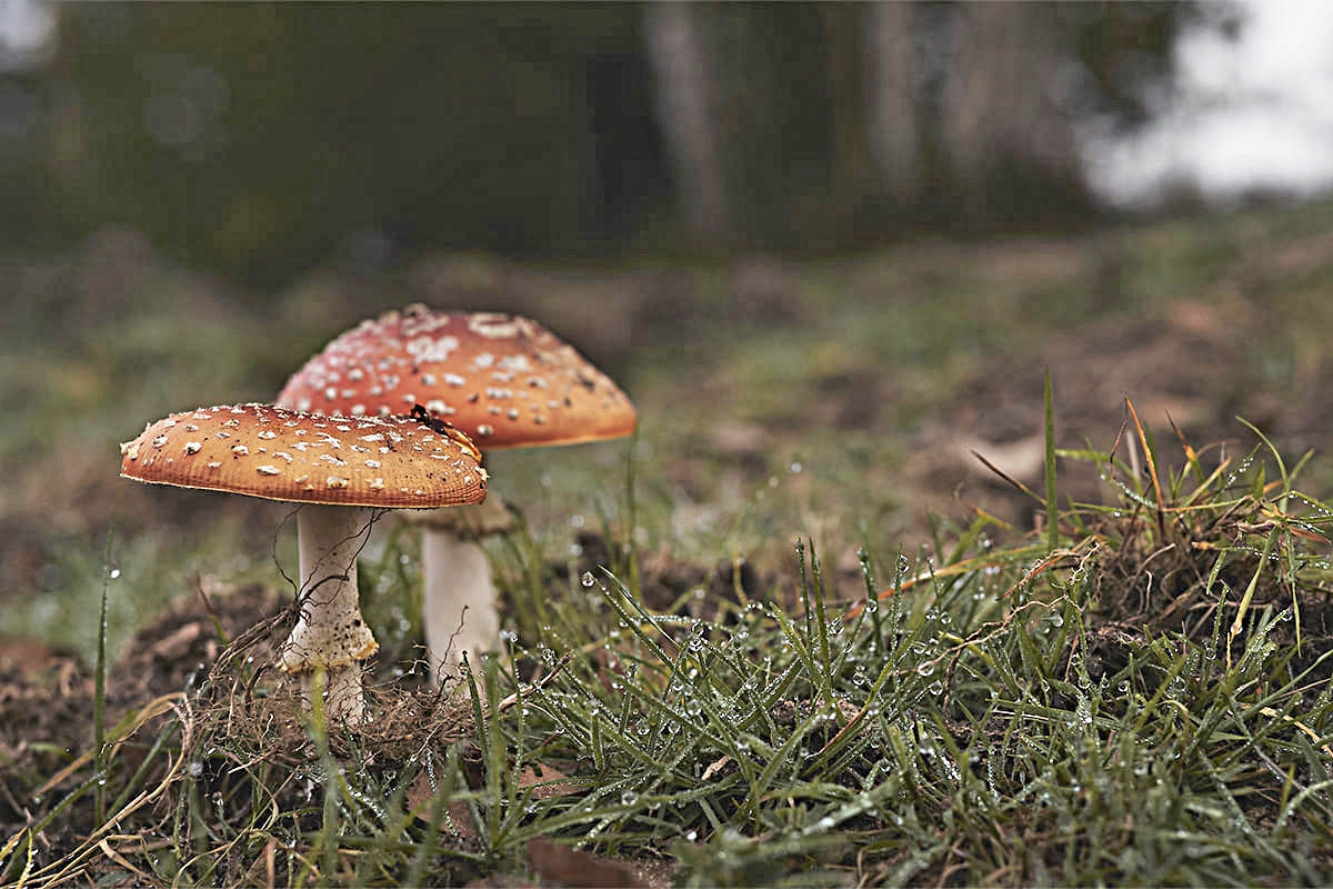 Hongos: aliados en la lucha contra el cambio climático, según estudio