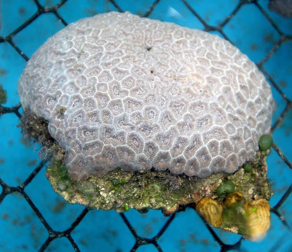 Expertos: corales mexicanos enfrentan muerte masiva por aumento en la temperatura del agua