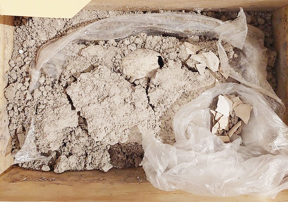 Hallan en México un huevo fósil de flamenco del pleistoceno, el primero en América