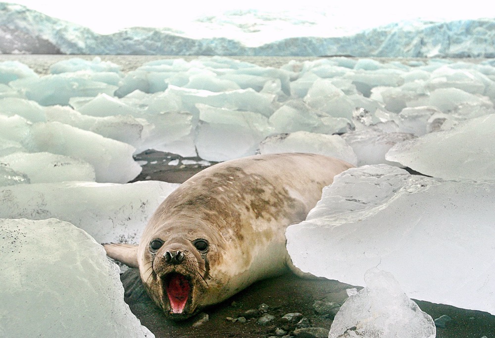 El hielo antártico marca un mínimo histórico este invierno, según la NOAA