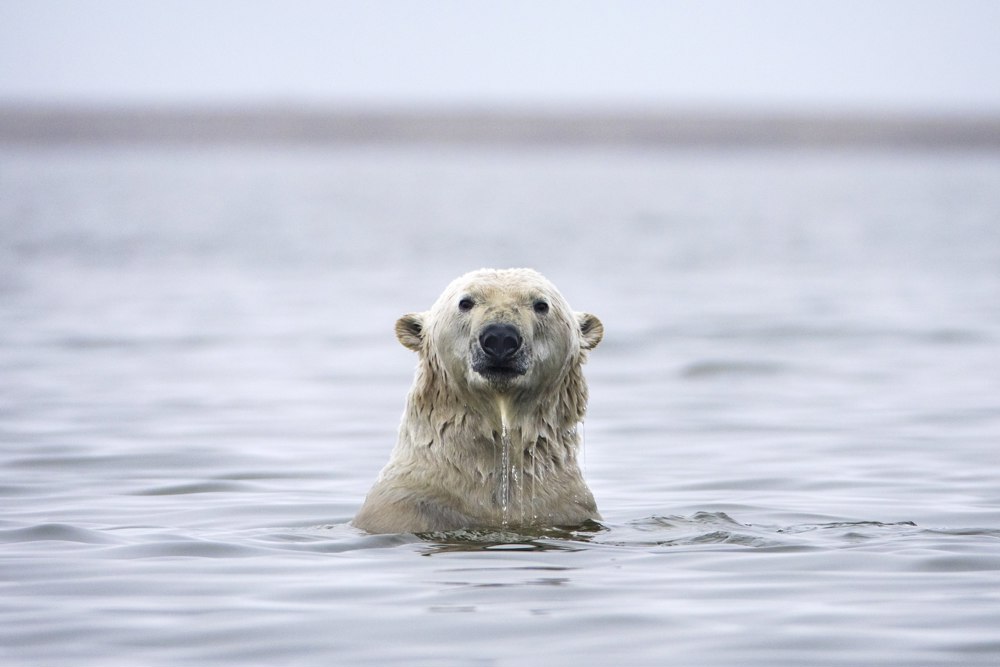 Ballenas y nutrias en EEUU son “altamente vulnerables” por el cambio climático, según NOAA