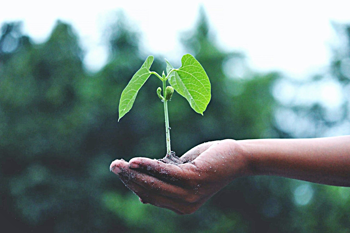 Cambio climático daña el suministro de alimentos del mundo