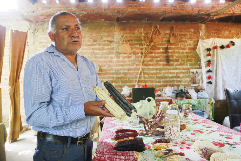 La Casa del Maíz en México lucha por conservar 45 variedades ante los granos transgénicos