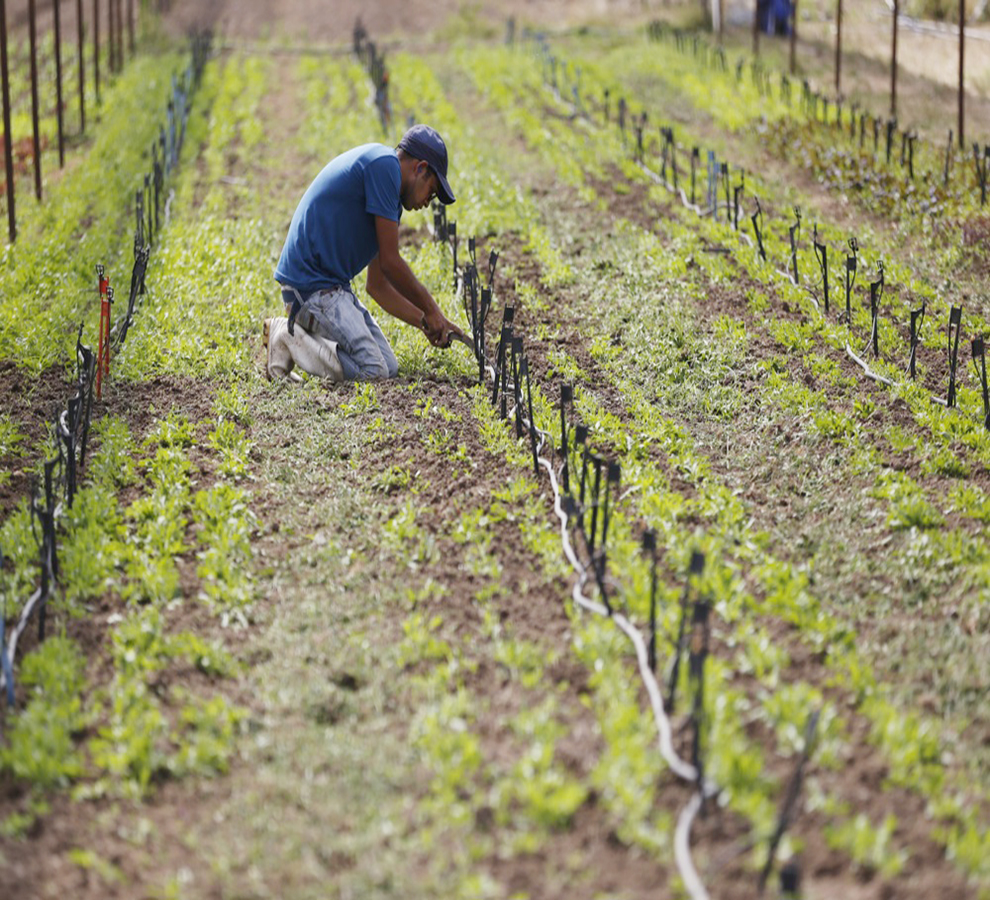 La agricultura regenerativa reducirá el 24 % de emisiones de gases de efecto invernadero