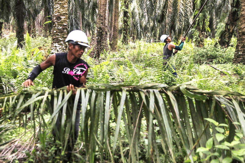 La deforestación mundial se acelera con el aumento un 4 % de la pérdida de bosques en 2022