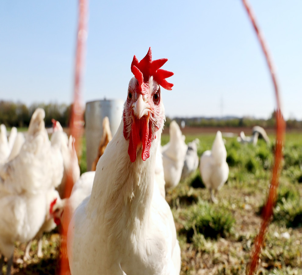 Modificación genética de pollos un gran avance para frenar la gripe aviar