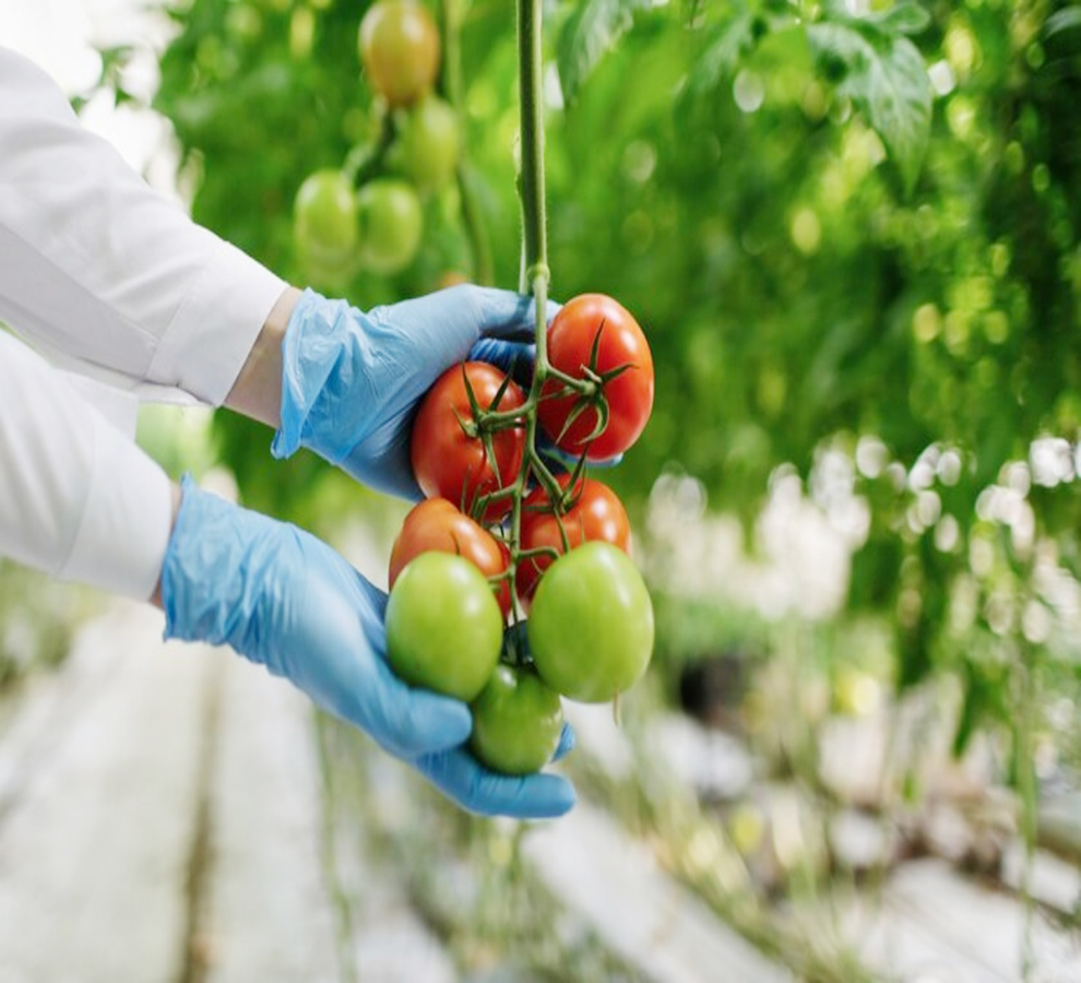 Fragmentación geoeconómica amenaza la seguridad alimentaria, según el FMI