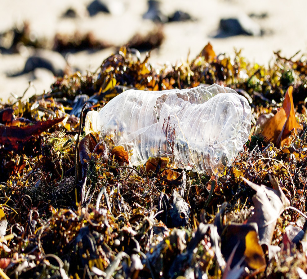 Plásticos biodegradables siguen siendo perjudiciales para los peces