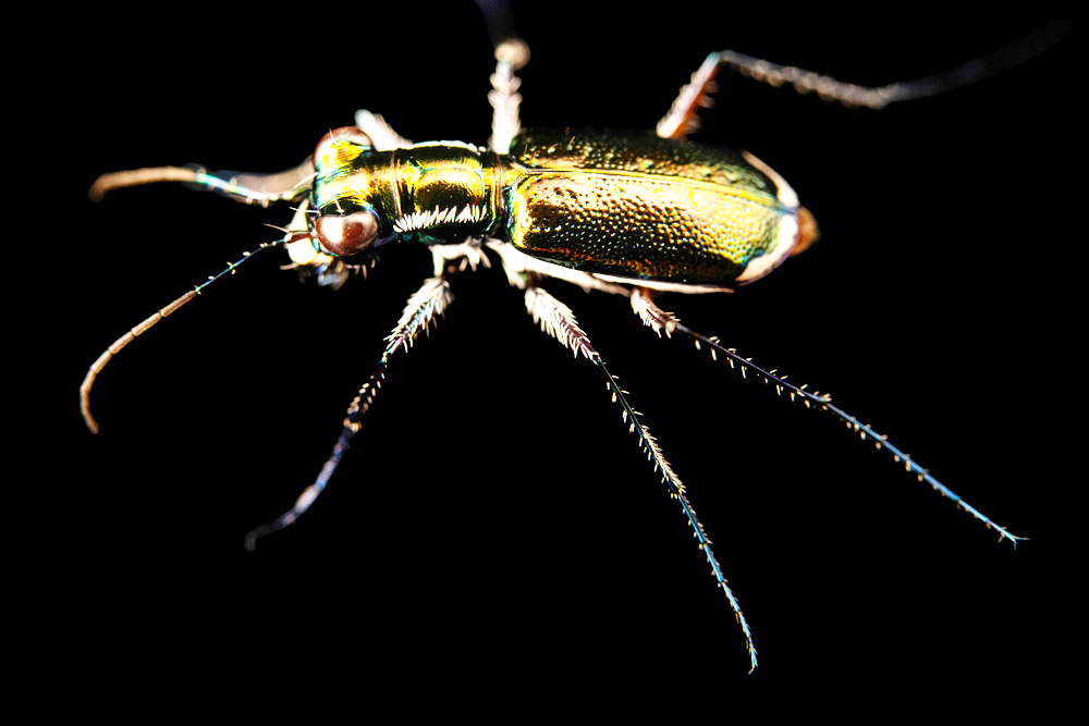 Incorporan el amenazado escarabajo tigre de Miami en perfiles de la National Geographic