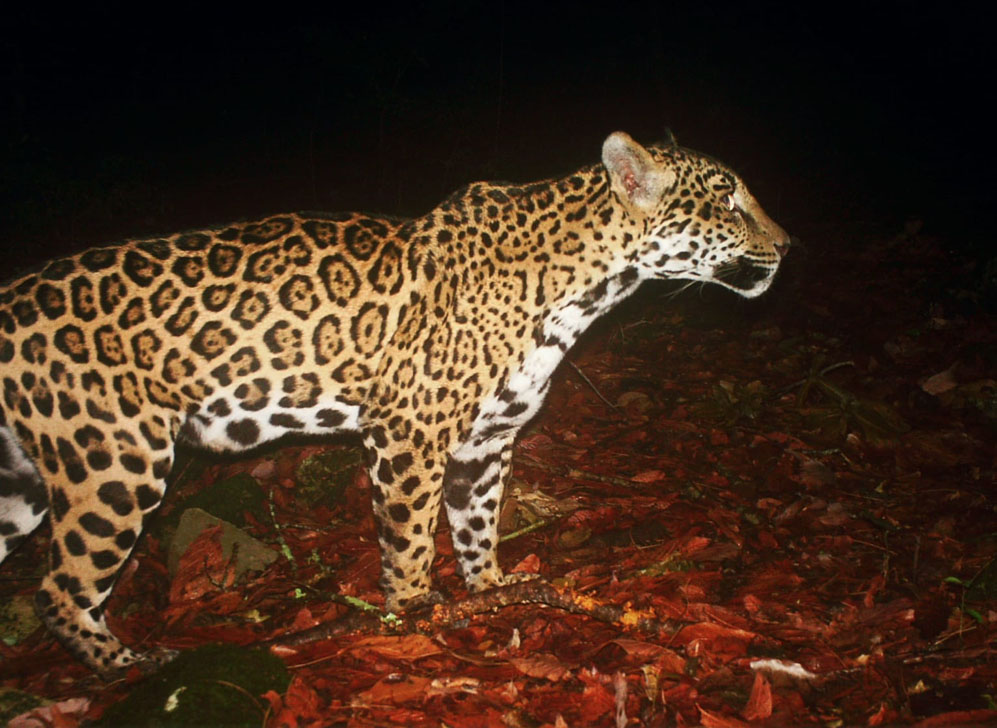 Estudia UAT poblaciones de jaguar en corredor biológico tamaulipeco