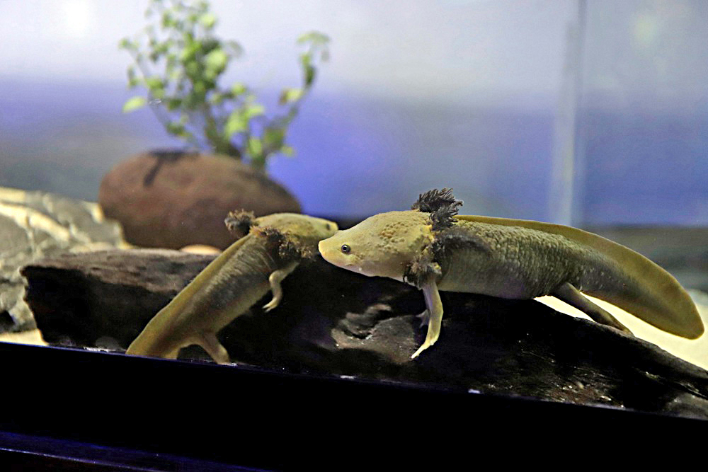 Científicos buscan en el ajolote mexicano los secretos de la regeneración de extremidades