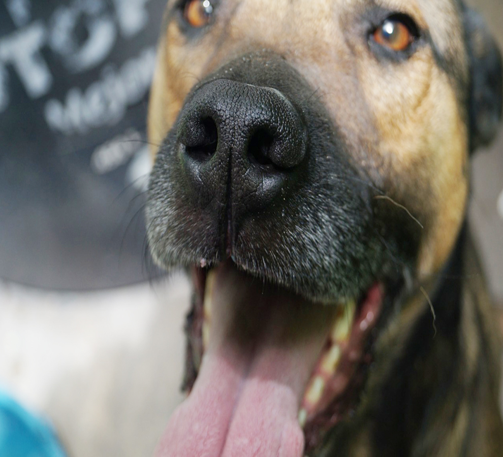 ¿Cómo piensa el mejor amigo del hombre? Explorando el sesgo espacial en los perros