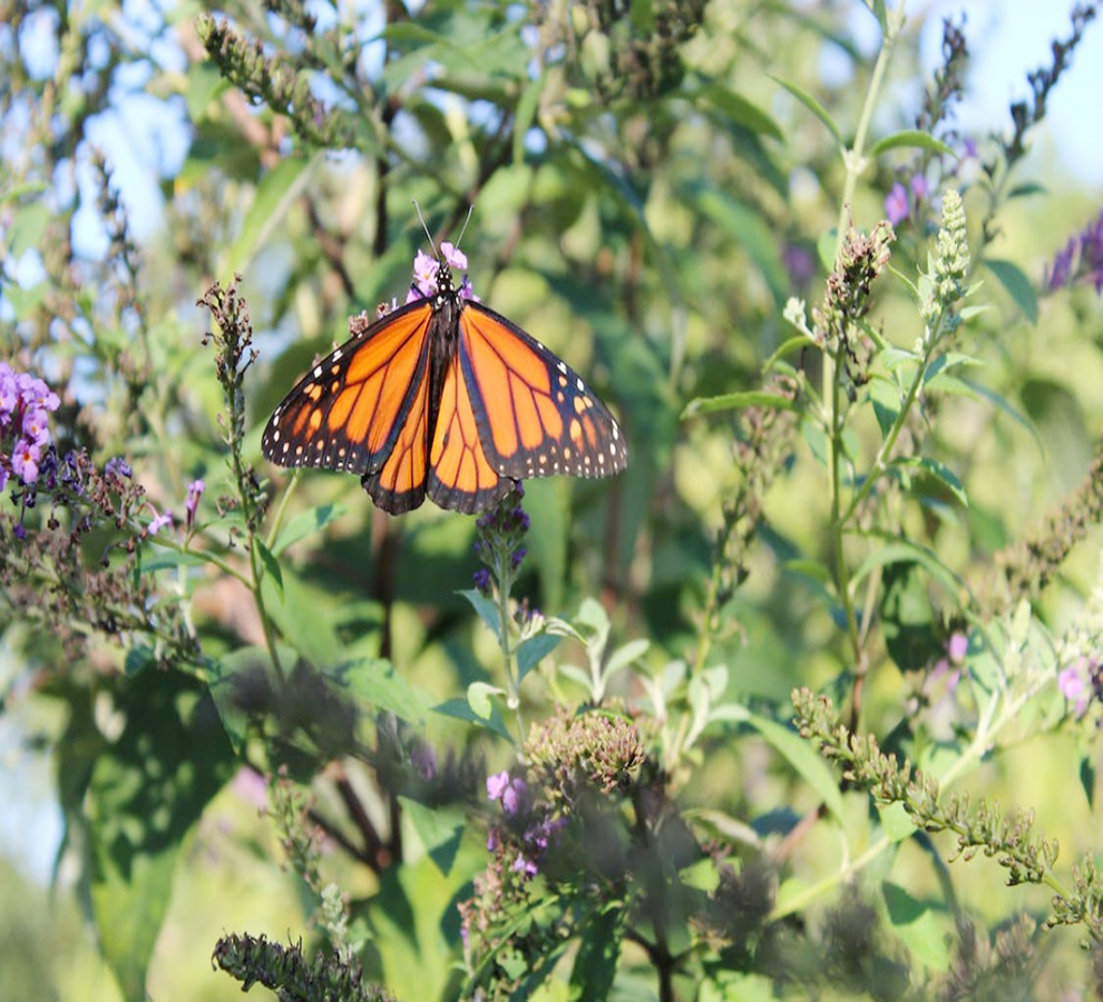 Qué está pasando con la mariposa Monarca: por qué ya no llegan a Edomex