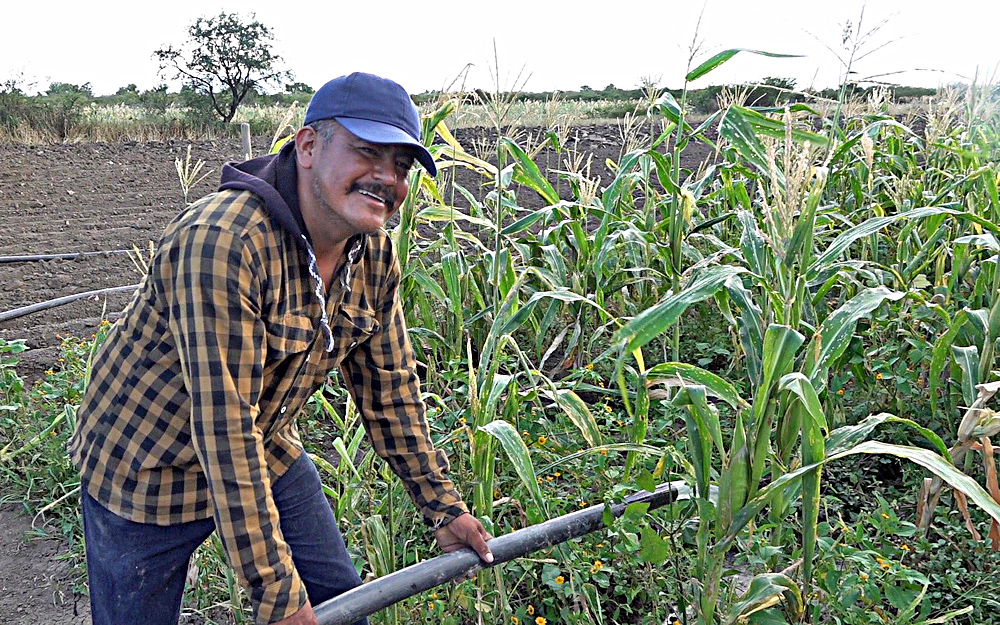 La producción de maíz en México se desplomó un 40 % en 2023, advierten campesinos