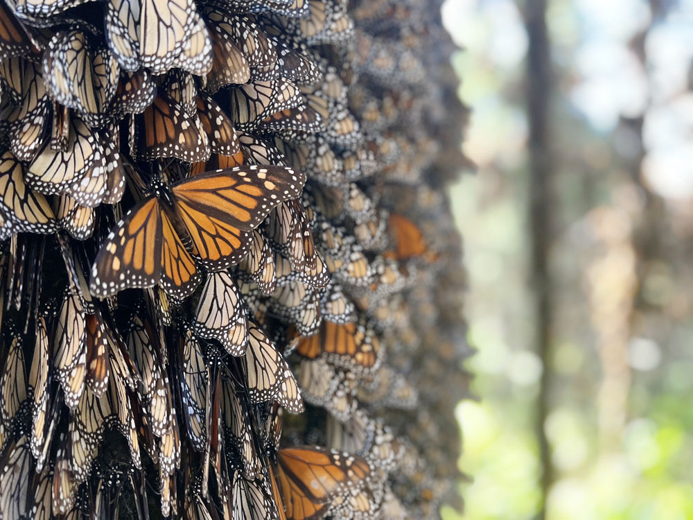 La Gran Migración del Serengueti, una fuente de historias dignas de Hollywood
