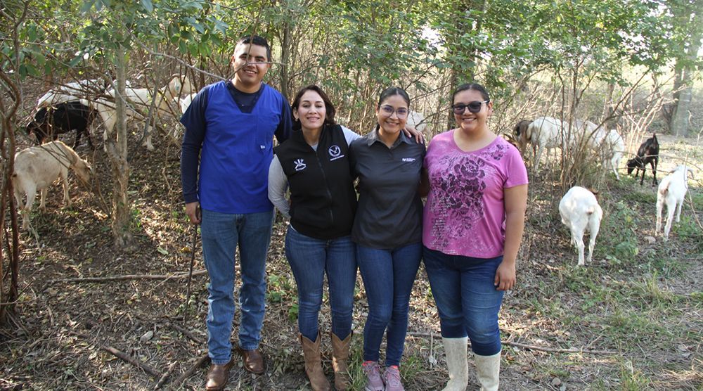 Analiza UAT innovaciones de mejoramiento para la producción caprina