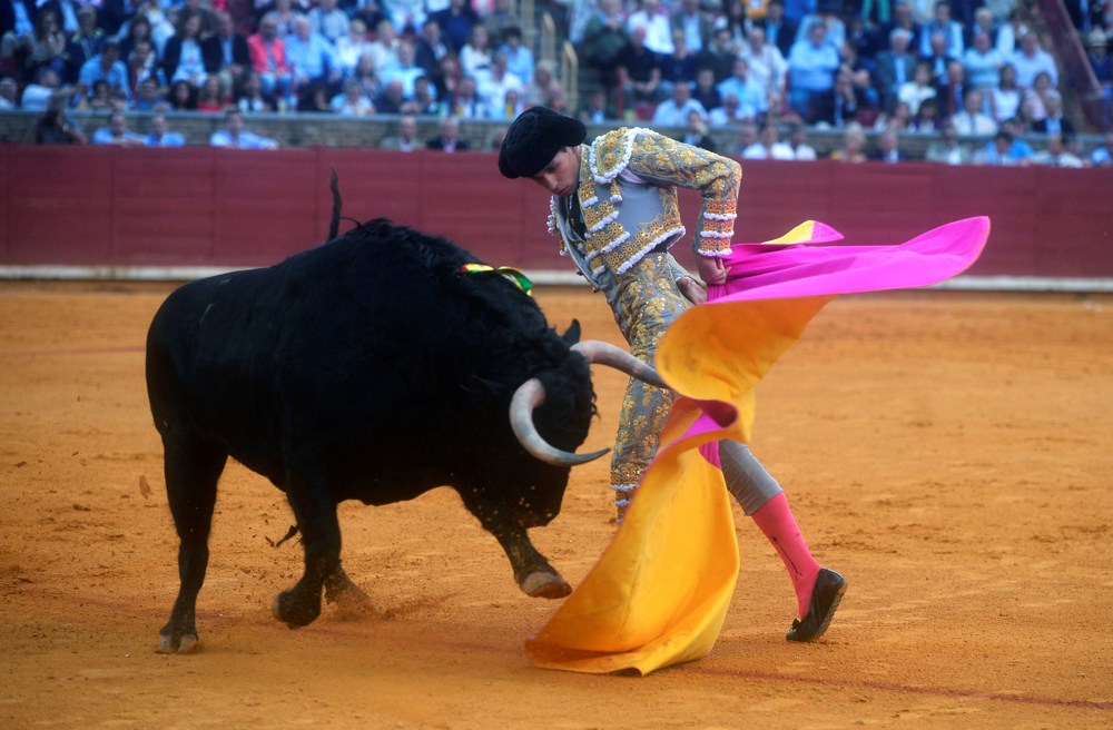 La actividad taurina mexicana se traslada a los carnavales del estado de JaliscoJalostotitlán (México), (EFE).- La primera corrida del Carnaval de Jalostotitlán, población del estado de Jalisco, oeste de México, anuncia en su cartel del domingo la presencia del español Gines Marín junto a los mexicanos Octavio García “El Payo” y Leo Valadez.  Los tres espadas se enfrentarán a astados de la ganadería de San Isidro. Los días de carnaval en México son fechas de corridas de toros. Especialmente en los conocidos como Altos de Jalisco. Las poblaciones de Autlán de la Grana, Ameca, Tecolotlán y Jalostotitlán, entre otras, confeccionan carteles con figuras del toreo americanas y europeas. La importancia de estas ferias carnavalescas frena la programación de plazas de la importancia de la Monumental Plaza México en la capital del país. La México, embarcada en un serial de reapertura tras un largo cierre legal, ha tenido gran éxito entre público taurinos y no taurinos, no tendrá este domingo ningún festejo, retomado su ritmo el próximo 18 de febrero. Este año Jalostotitlán dará tres corridas de toros 11, 12 y 13 de febrero con la presencias de figuras españolas como Pablo Hermoso de Mendoza, en otro capítulo de su larga despedida de los ruedos mexicanos, y Ginés Marín.  También estarán en los carteles los mexicanos Javier Tapia “El Calita”, número uno del escalafón mexicano en el 2022 y 2023, Joselito Adame y Diego San Román.  Para la primera de Feria, mañana 11 de febrero, la plaza Fermin Espinosa “Armillita”, contemplará el paseillo del español Gines Marín y los mexicanos  Octavio García “El Payo” y Leo Valadez. Ginés Marín, torero con mucho cartel en España y anunciado para San Isidro 2024, no se ha prodigado en demasia en México.  En su país de origen cuenta con sonados triunfos, incluidas dos puertas grandes en Las Ventas, la última el 12 de octubre en la Corrida del Día de la Hispanidad, en 2023. En México sumó el pasado 27 de enero en la Feria de León dos orejas que adornan su hasta ahora pobre registro de apéndices en el país latinoamericano. Se presentó en la Plaza México en 2019 con una triste actuación. En Aguascalientes lo hizo el año pasado, en su Feria de San Marcos, con anódino resultado. Marín comparte cartel con “El Payo”, quien logró entrar en la Feria de San Iisdro 2023 mostrando sus carencias y nada del inspirado muletero que fue. A pesar de ello sigue contando para las empresas en México y si este domingo está anunciado en Jalostotitlán, el siguiente domingo 18 de febrero lo hará en la Monumental de la capital mexicana junto al español Alejandro Talavante y su compatriota Héctor Gutiérrez. Leo Valadez acaba de presentarse en la reapertura de la Plaza México con un toreo muy aliviado. Faltó de ambición ante los 40.000 aficionados que le contemplaban. Aun así de nuevo entró en los carteles de San Isidro donde el año pasado cortó una oreja. Repitió en la madrileña Feria de Otoño sin buenos resultados.  Uno de los principales atractivos de los serieles taurinos carnavalescos de Jalisco es el ganado. La afición de estas poblaciones es de las más toristas de América. Para mañana hay reseñados seis toros de San Isidro, hierro fundado en 1988 y ubicado en el estado de Aguascalientes.