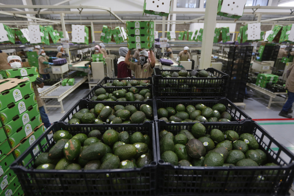 El Super Bowl recibirá 15.227 toneladas de aguacate de productores de Jalisco