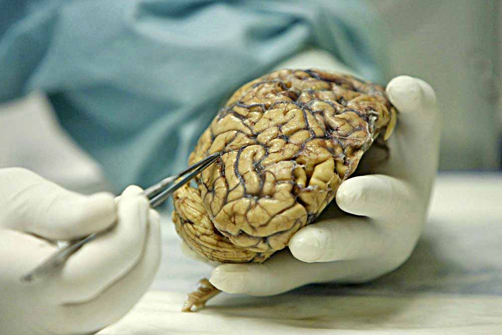 Identifican un área del cerebro que responde a las amenazas, según un estudio