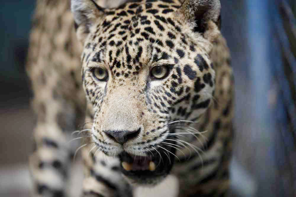 México llevará a cabo entre marzo y junio el tercer conteo estimativo sobre el jaguar