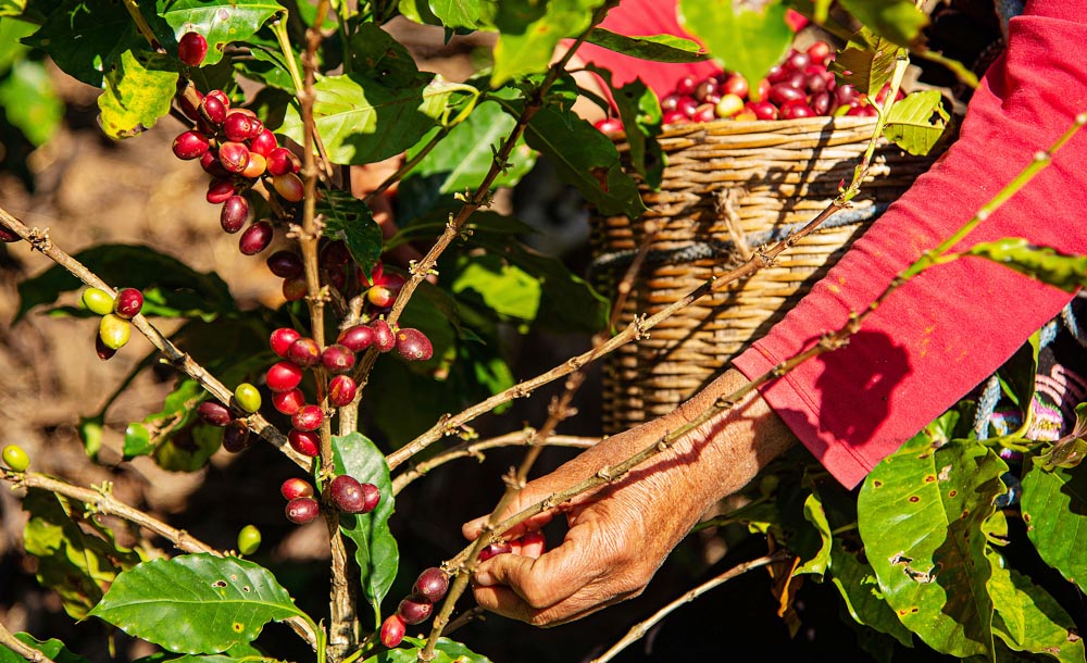Cafetaleros del sur de México pierden hasta el 30 % de sus cosechas por crisis climática