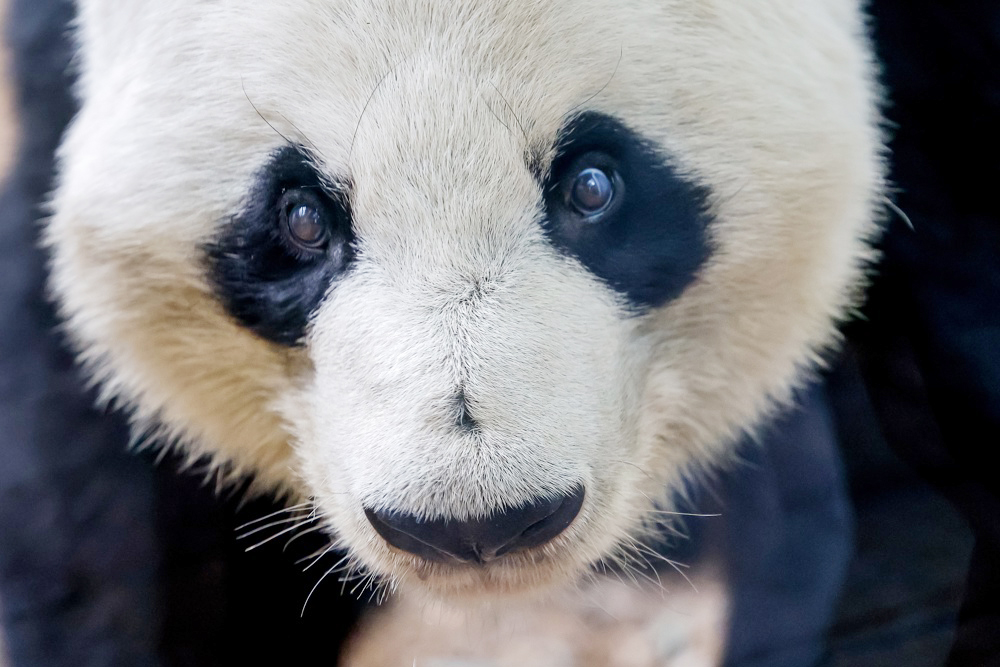 China firma nuevos acuerdos en materia de pandas con zoos de California y España