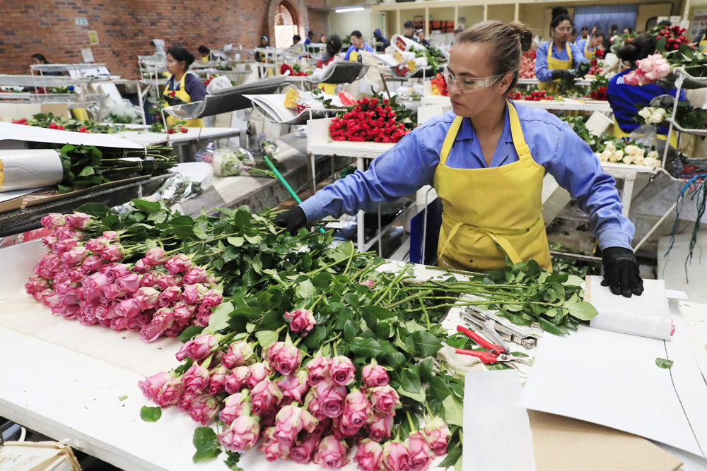 El mundo regalará rosas únicas en San Valentín gracias a los campos de Colombia